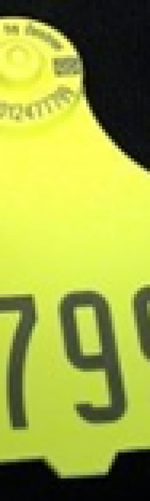 BRINCOS 01 BRINCOS 01